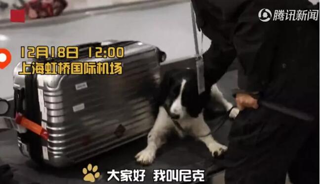 狗生逆袭!狗界高考毕业生上岗 流浪犬