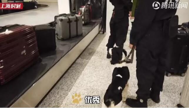 狗生逆袭!狗界高考毕业生上岗 流浪犬