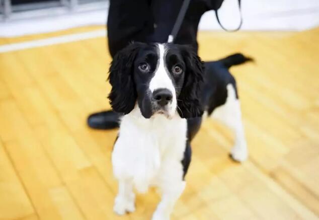 狗生逆袭!狗界高考毕业生上岗 流浪犬