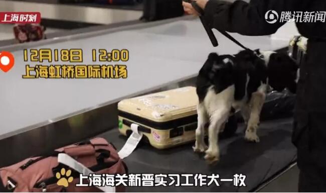 狗生逆袭!狗界高考毕业生上岗 流浪犬