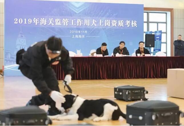 狗生逆袭!狗界高考毕业生上岗 流浪犬