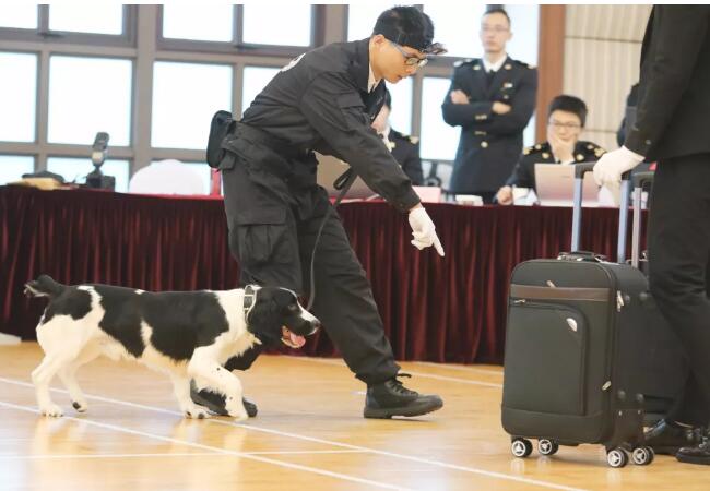 狗生逆袭!狗界高考毕业生上岗 流浪犬