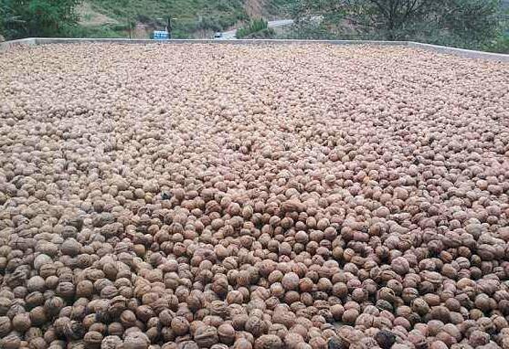 过山车行情？核桃价格创新低 从最高每斤近20元跌到了2.5元