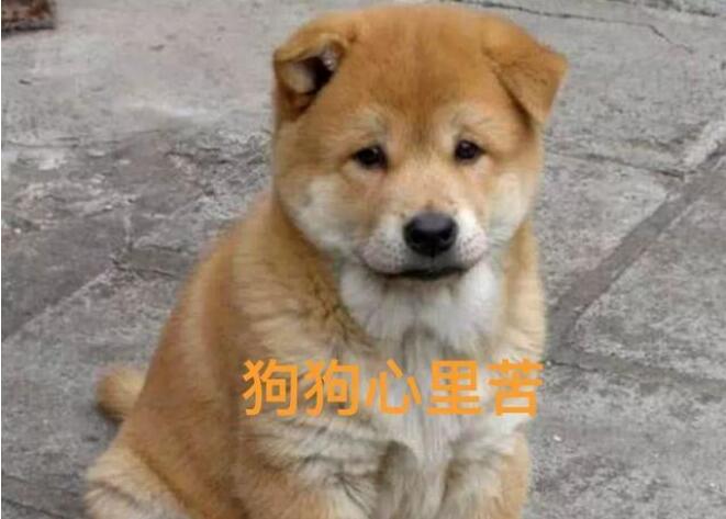 出名了！深圳田园犬可办证 世界名犬中华田园犬上线