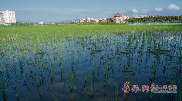 青岛