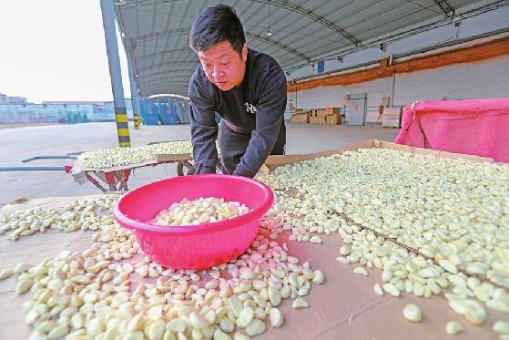 腊八节带火了“中国大蒜之乡”商河的腊八蒜