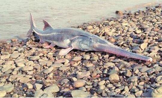 专家称2005年-2010年时长江白鲟已灭绝 长江十年禁渔计划元旦起实施