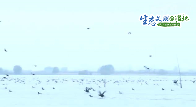 【生态文明@湿地】候鸟共舞 江苏盐城湿地冬日显生机
