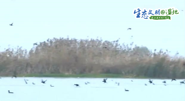 【生态文明@湿地】候鸟共舞 江苏盐城湿地冬日显生机