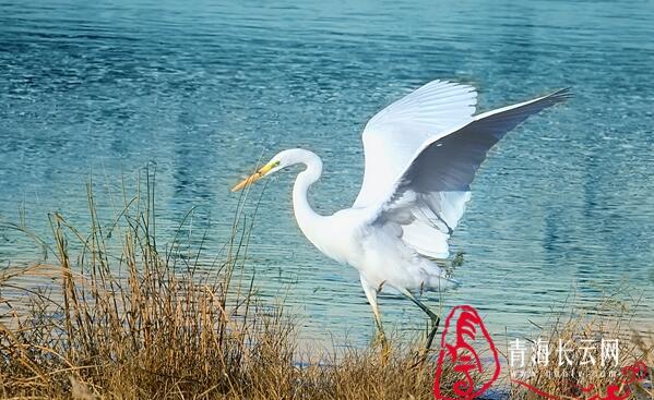 【生态文明@湿地】到格尔木探寻高原湿地的白鹭踪迹