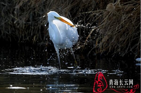 【生态文明@湿地】到格尔木探寻高原湿地的白鹭踪迹