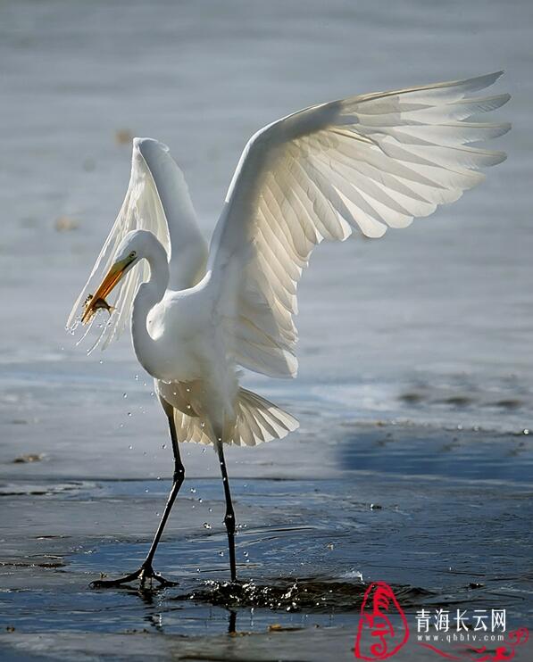【生态文明@湿地】到格尔木探寻高原湿地的白鹭踪迹