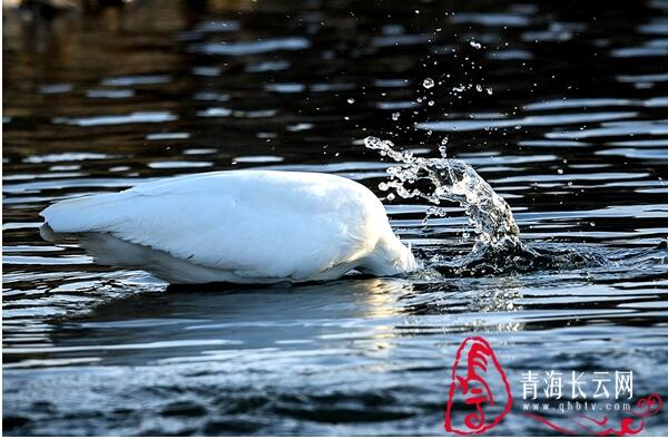 【生态文明@湿地】到格尔木探寻高原湿地的白鹭踪迹
