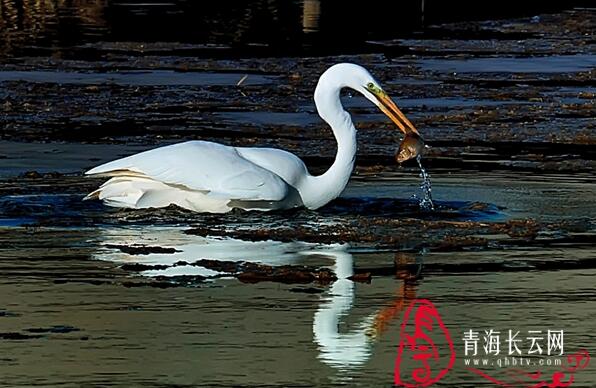 【生态文明@湿地】到格尔木探寻高原湿地的白鹭踪迹
