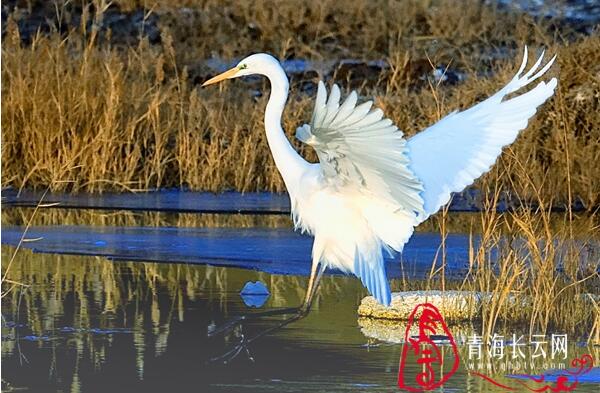 【生态文明@湿地】到格尔木探寻高原湿地的白鹭踪迹