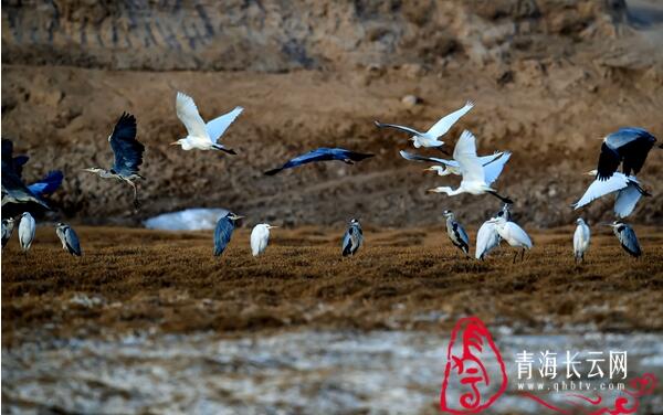 【生态文明@湿地】到格尔木探寻高原湿地的白鹭踪迹