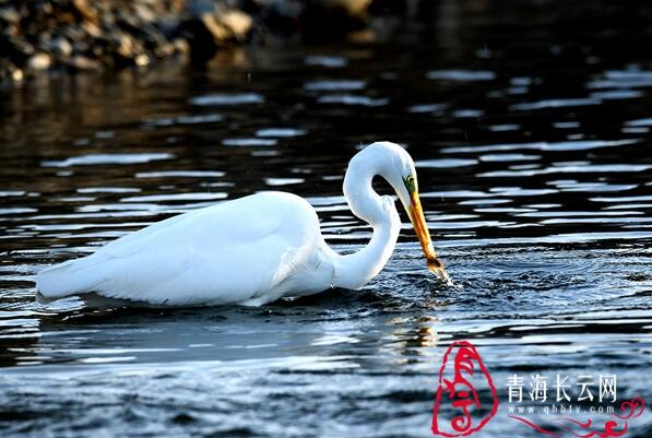 【生态文明@湿地】到格尔木探寻高原湿地的白鹭踪迹
