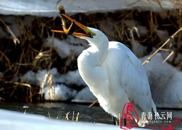 【生态文明@湿地】到格尔木探寻高原湿地的白鹭踪迹
