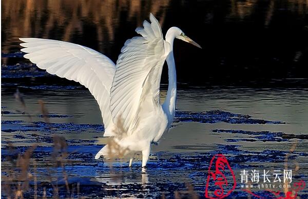 【生态文明@湿地】到格尔木探寻高原湿地的白鹭踪迹