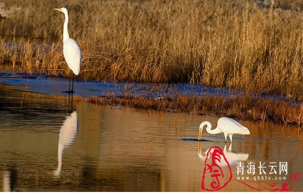 【生态文明@湿地】到格尔木探寻高原湿地的白鹭踪迹