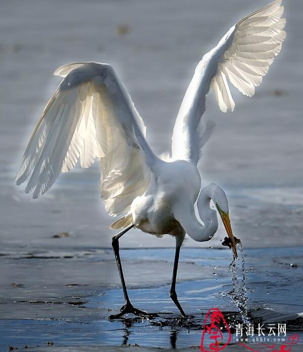 【生态文明@湿地】到格尔木探寻高原湿地的白鹭踪迹