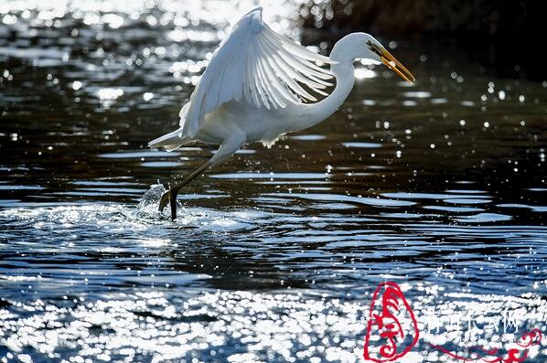 【生态文明@湿地】到格尔木探寻高原湿地的白鹭踪迹