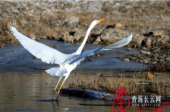 【生态文明@湿地】到格尔木探寻高原湿地的白鹭踪迹