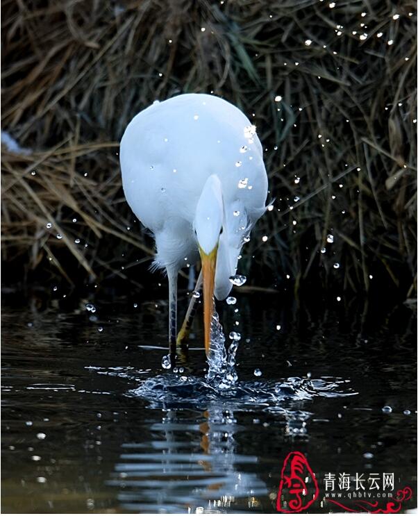 【生态文明@湿地】到格尔木探寻高原湿地的白鹭踪迹