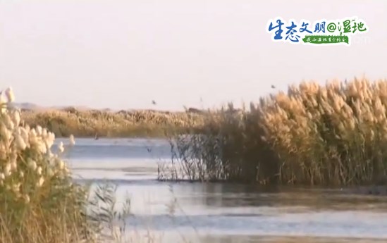 【生态文明@湿地】居延海湿地迎来疣鼻天鹅 数量创纪录