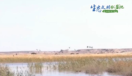 【生态文明@湿地】居延海湿地迎来疣鼻天鹅 数量创纪录