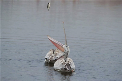 【生态文明@湿地】银川黄河湿地，焕发生机之魅