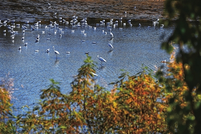 【生态文明@湿地】银川黄河湿地，焕发生机之魅