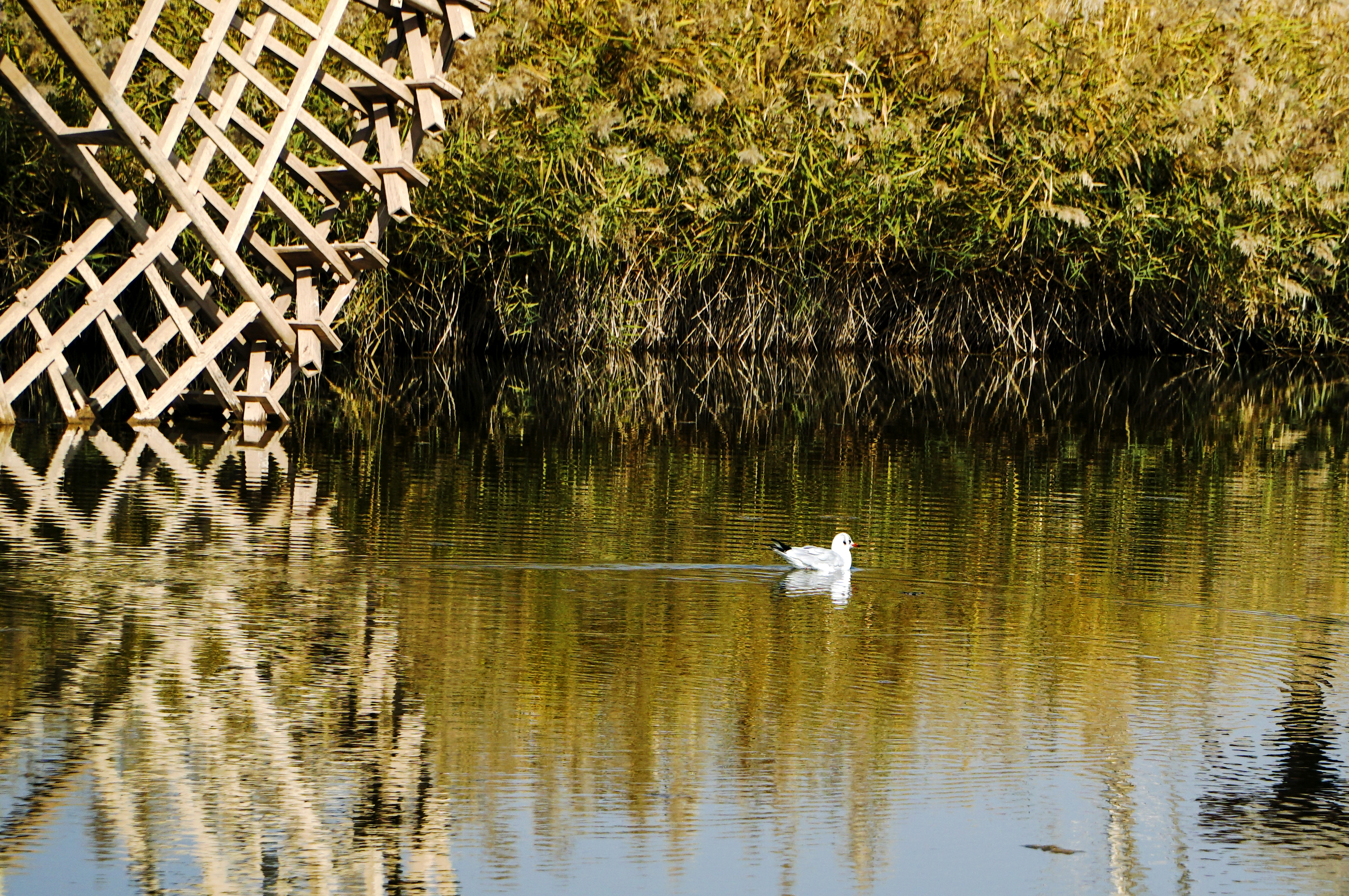 【生态文明@湿地】银川黄河湿地，焕发生机之魅