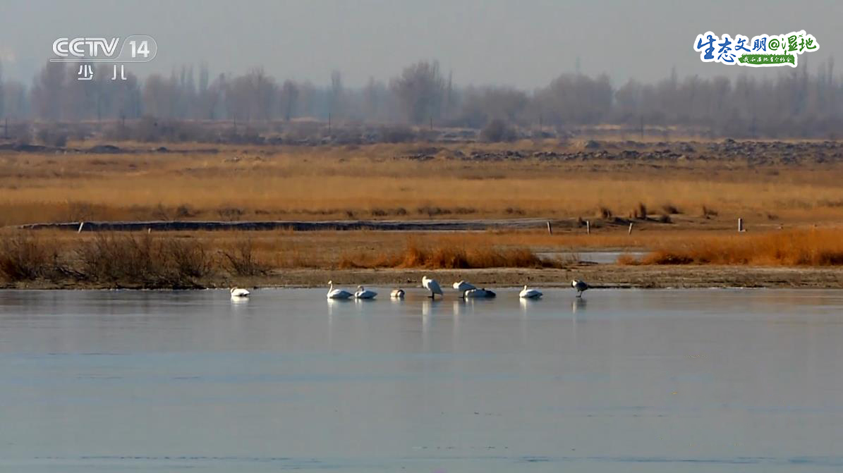 【生态文明@湿地】“水上精灵”白天鹅舞动冬日嘉峪关