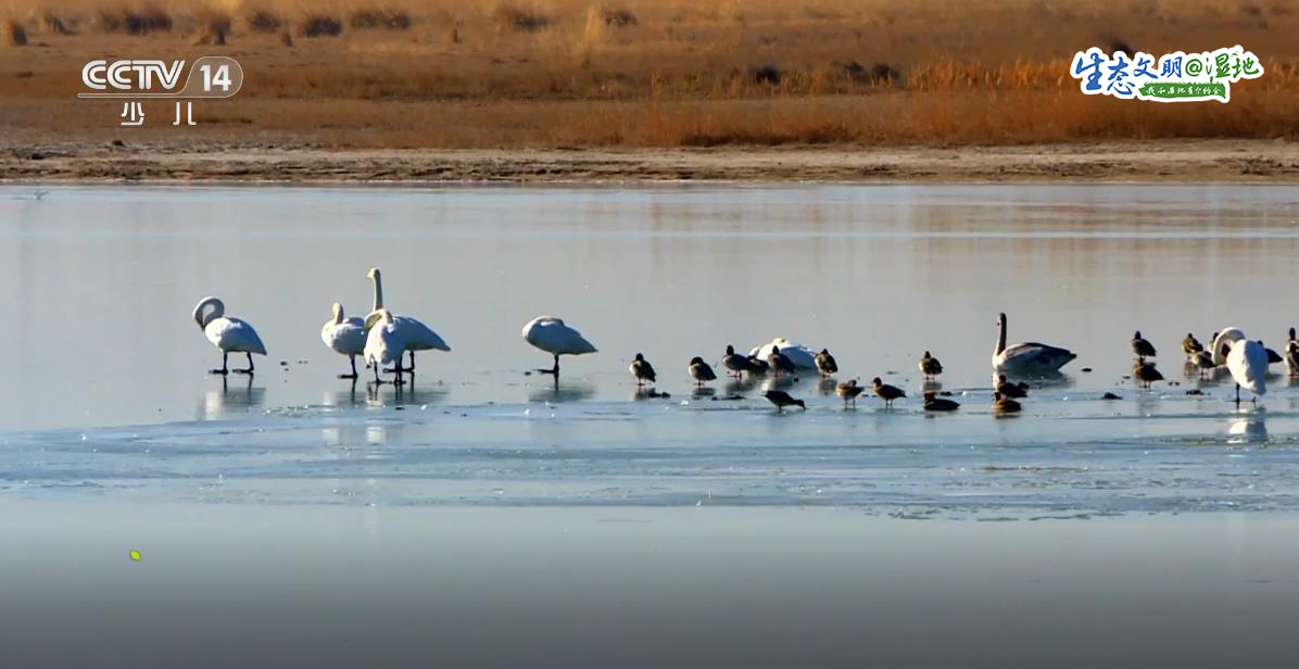 【生态文明@湿地】“水上精灵”白天鹅舞动冬日嘉峪关