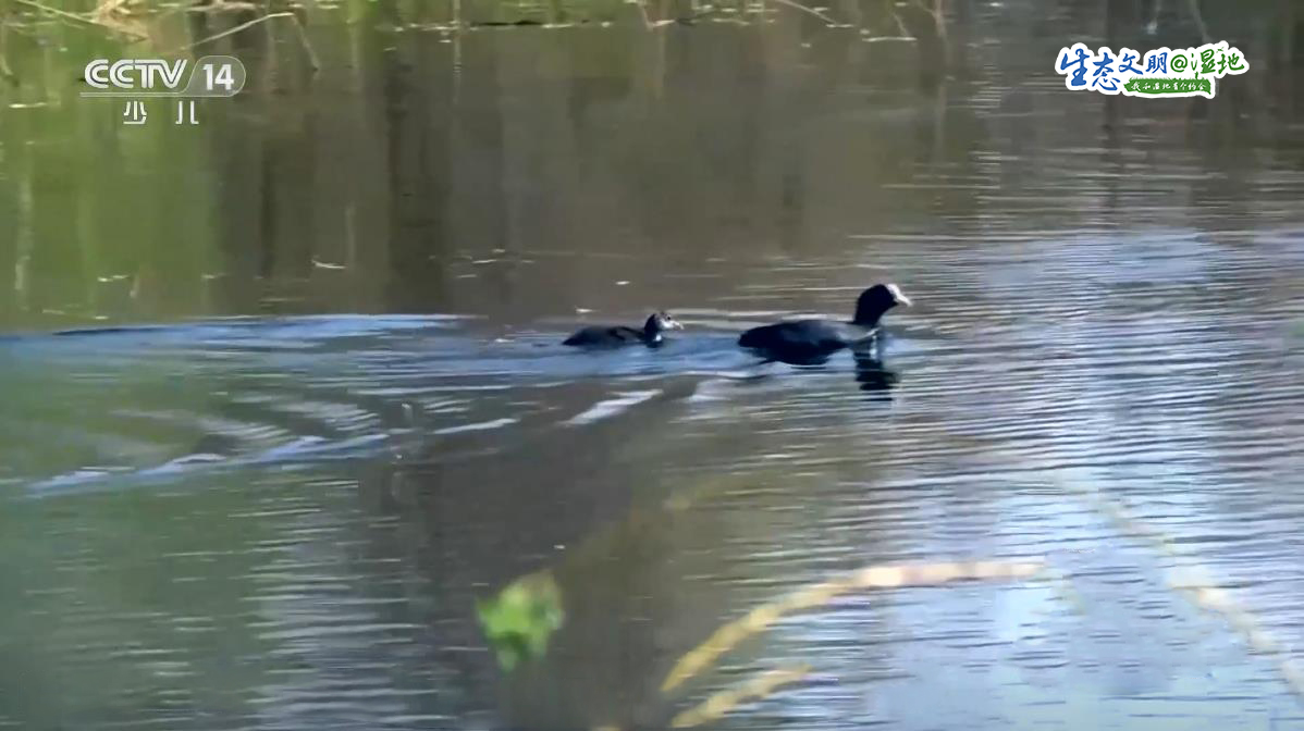 【生态文明@湿地】“水上精灵”白天鹅舞动冬日嘉峪关