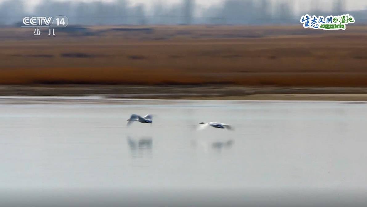 【生态文明@湿地】“水上精灵”白天鹅舞动冬日嘉峪关