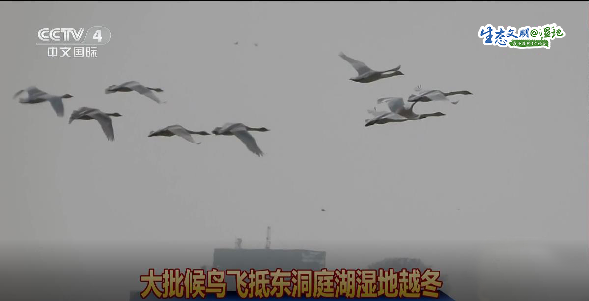 【生态文明@湿地】候鸟“恋”上洞庭湖，回归自然成就的奇妙缘分