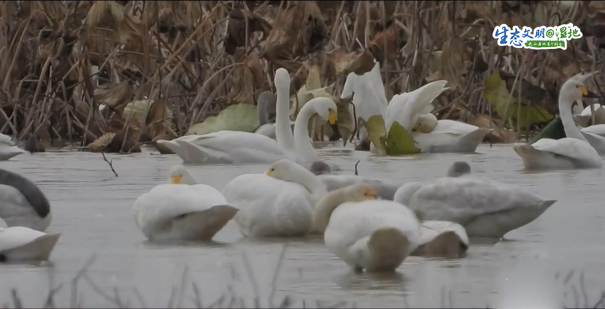 【生态文明@湿地】候鸟“恋”上洞庭湖，回归自然成就的奇妙缘分