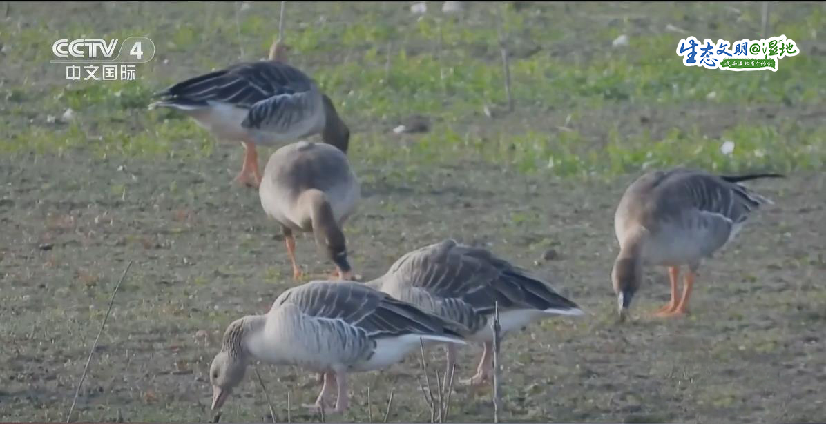 【生态文明@湿地】候鸟“恋”上洞庭湖，回归自然成就的奇妙缘分