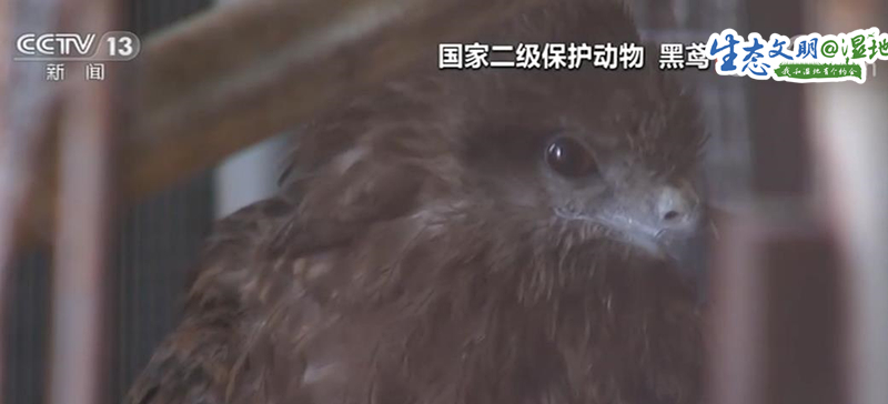 【生态文明@湿地】新疆玛纳斯湿地管护员救助国家保护动物