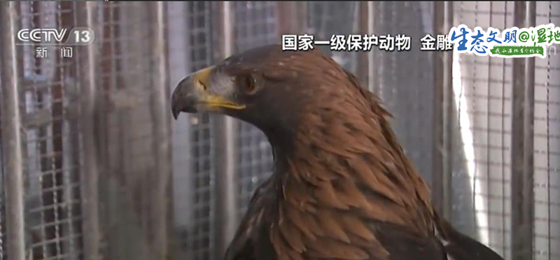 【生态文明@湿地】新疆玛纳斯湿地管护员救助国家保护动物