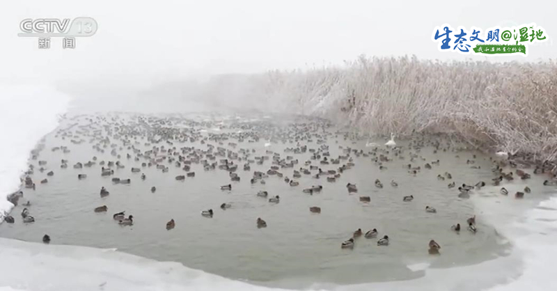 【生态文明@湿地】新疆玛纳斯湿地管护员救助国家保护动物