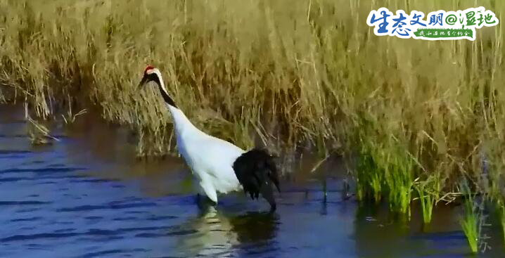 【生态文明@湿地】鹤舞翩翩 “湿地精灵”丹顶鹤难舍江苏盐城