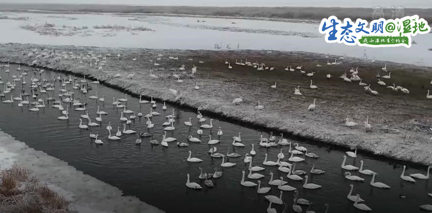 【生态文明@湿地】新疆湿地水系增加 迎来“稀客”灰鹤在此越冬