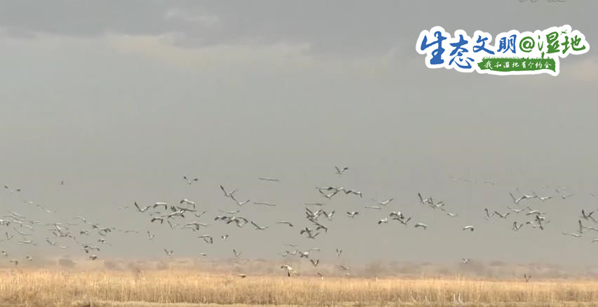 【生态文明@湿地】新疆湿地水系增加 迎来“稀客”灰鹤在此越冬