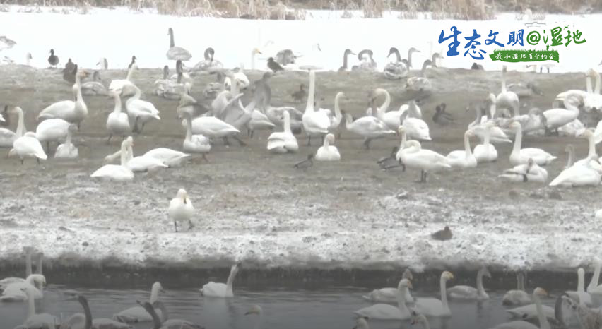 【生态文明@湿地】新疆湿地水系增加 迎来“稀客”灰鹤在此越冬