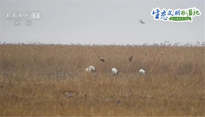 【生态文明@湿地】盐城黄海湿地：丹顶鹤一家四口悠闲觅食