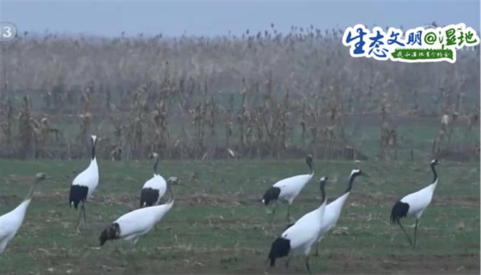 【生态文明@湿地】盐城黄海湿地：丹顶鹤一家四口悠闲觅食