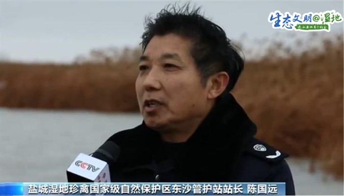 【生态文明@湿地】盐城黄海湿地：丹顶鹤一家四口悠闲觅食